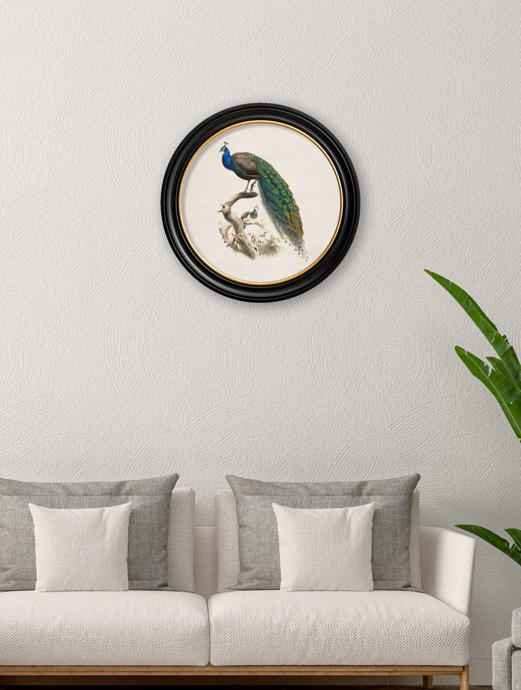 c.1800s Peacock in Round Frame