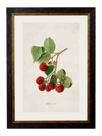 c.1886 Study of Berries & Cherries