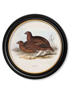 c.1837's British Game Birds - Round