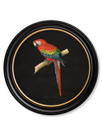 C.1884 Collection of Macaws in Round Frames - Black