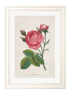 Rose Floral Illustrations