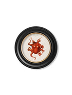 c.1876 Marine Animals in Round Frames