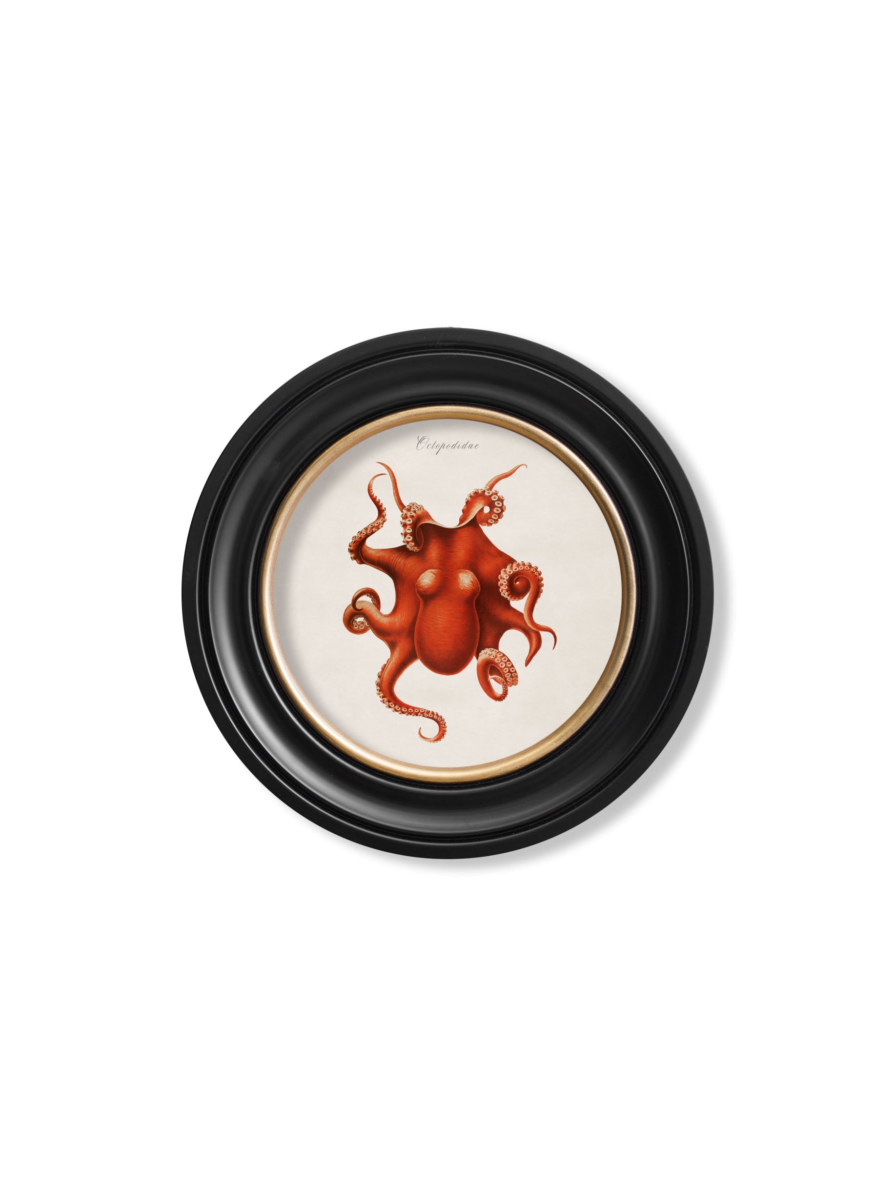 c.1876 Marine Animals in Round Frames