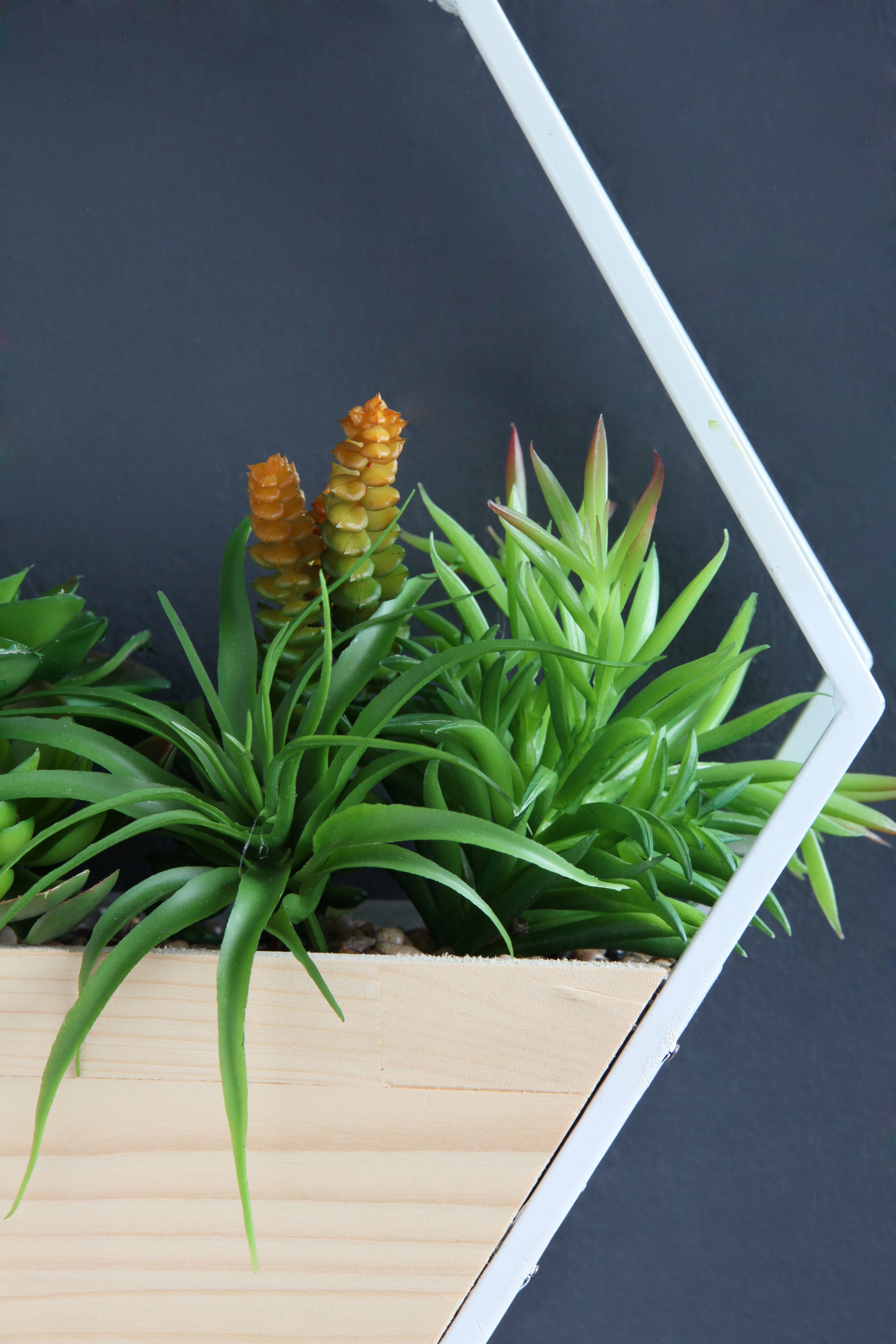 White Succulent Hexagon