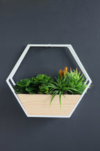 White Succulent Hexagon