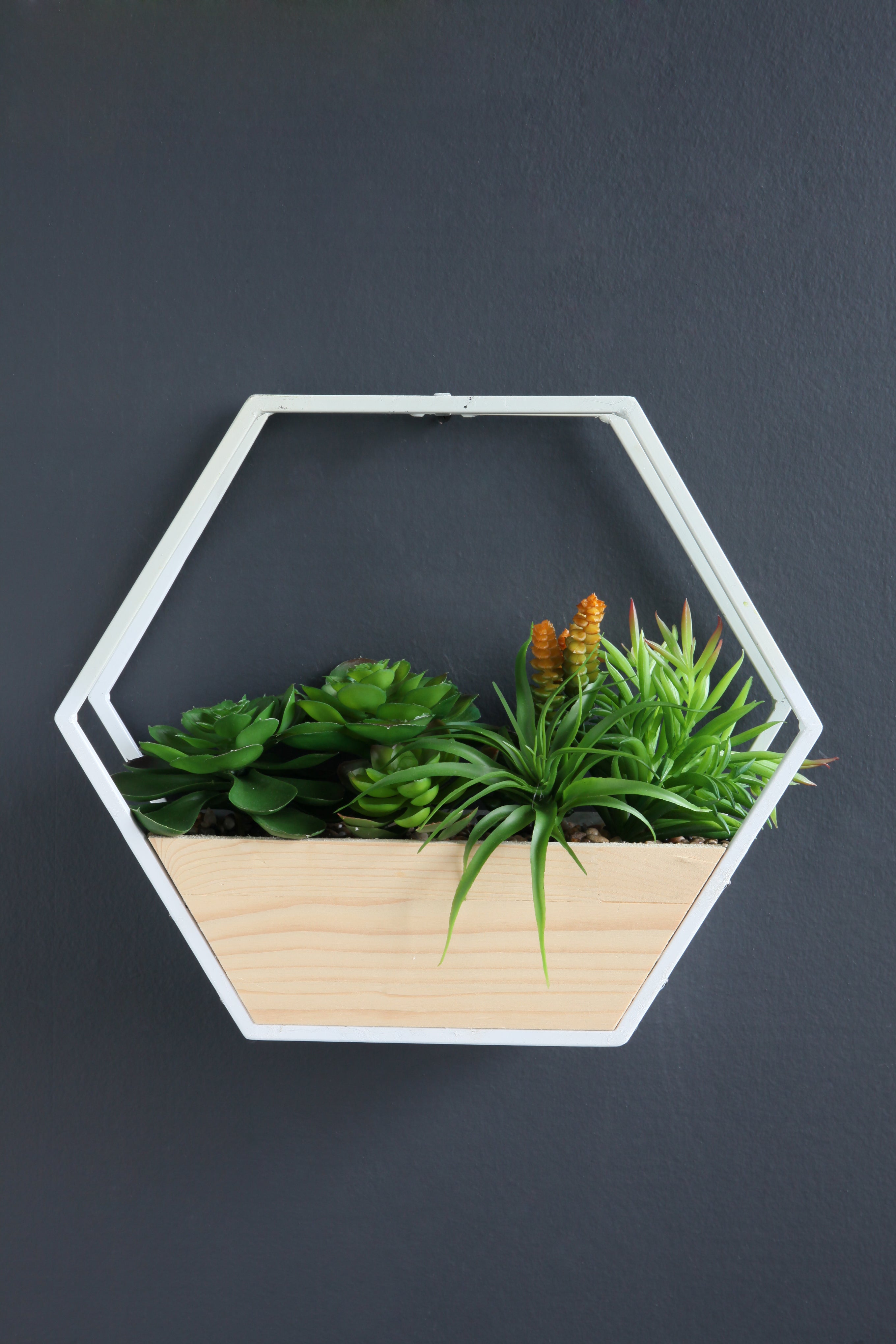 White Succulent Hexagon