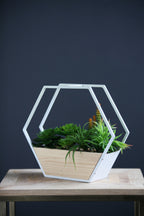 White Succulent Hexagon