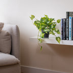 40Cm Real Touch Trailing Silver Vine