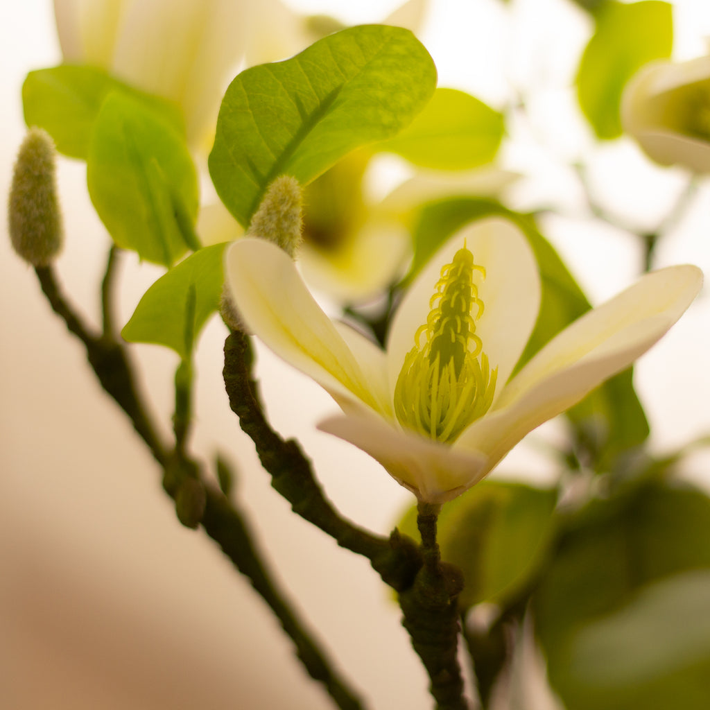 70cm Tabletop Real Touch Magnolia Tree Cream