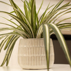 Set of 2 Plants in Beige Rustic Ribbed Ceramic Pots