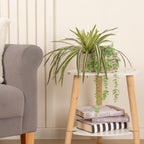 Set of 2 Plants in Beige Rustic Ribbed Ceramic Pots