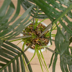 120Cm Palm With Grass In Ceramic Pot
