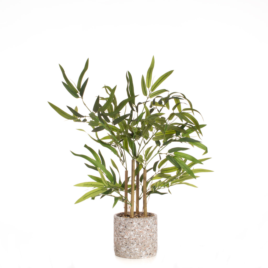 60Cm Tabletop Bamboo In Cement Pot