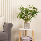 60Cm Tabletop Bamboo In Cement Pot