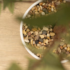 110Cm Olive Tree In Ceramic Pot