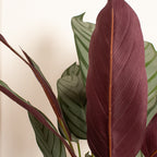 110Cm Real Touch Prayer Plant