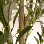 190Cm Olive Tree