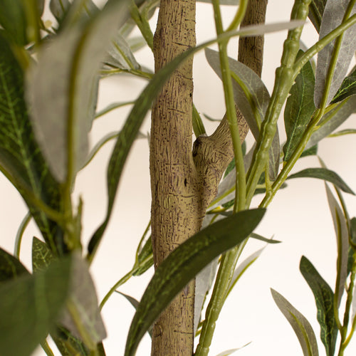 190Cm Olive Tree