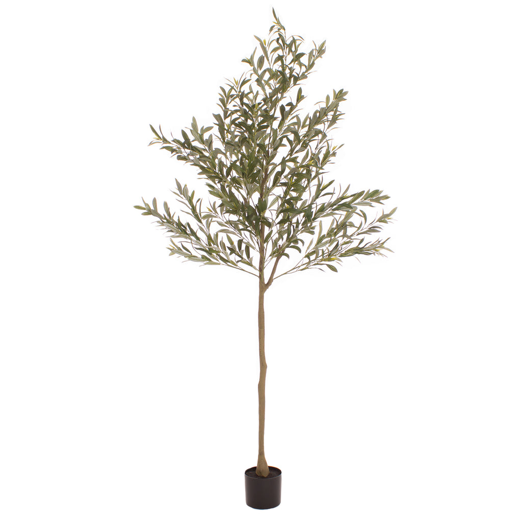 190Cm Olive Tree