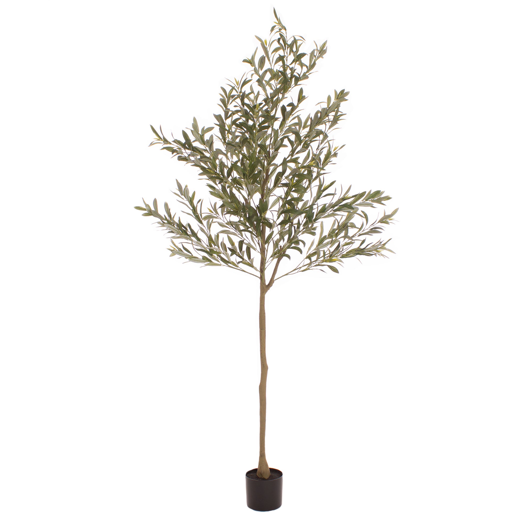 190Cm Olive Tree