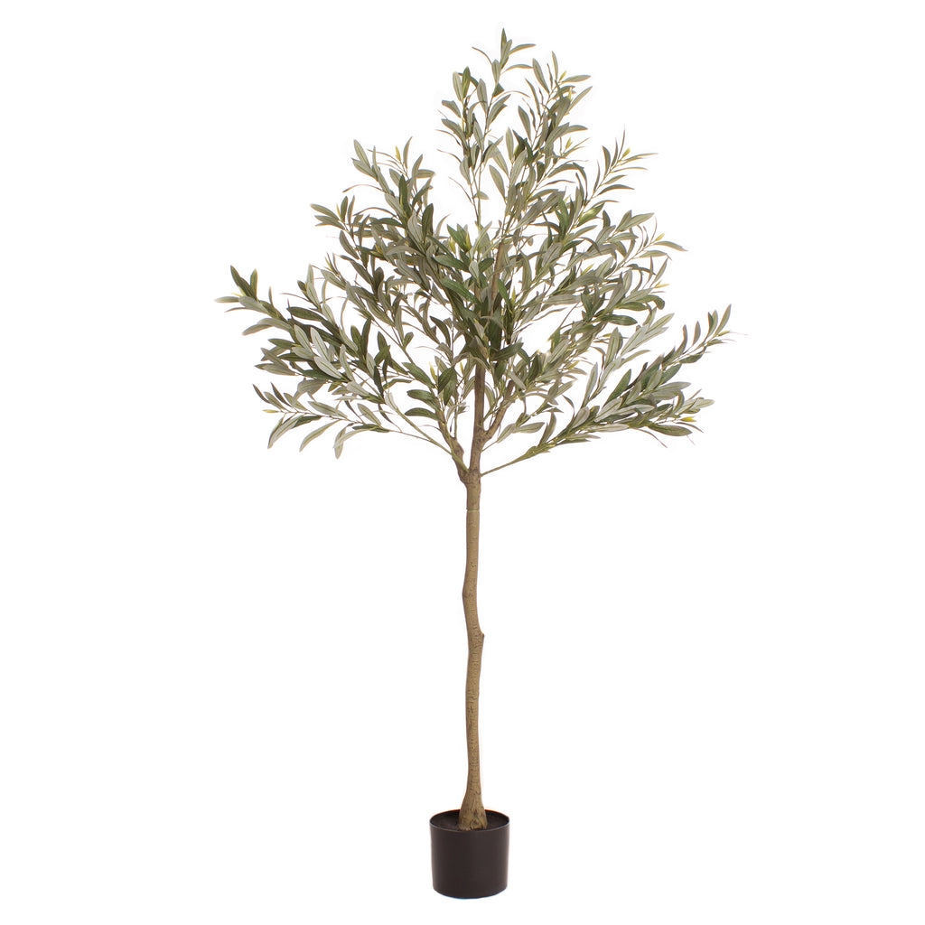 165Cm Olive Tree