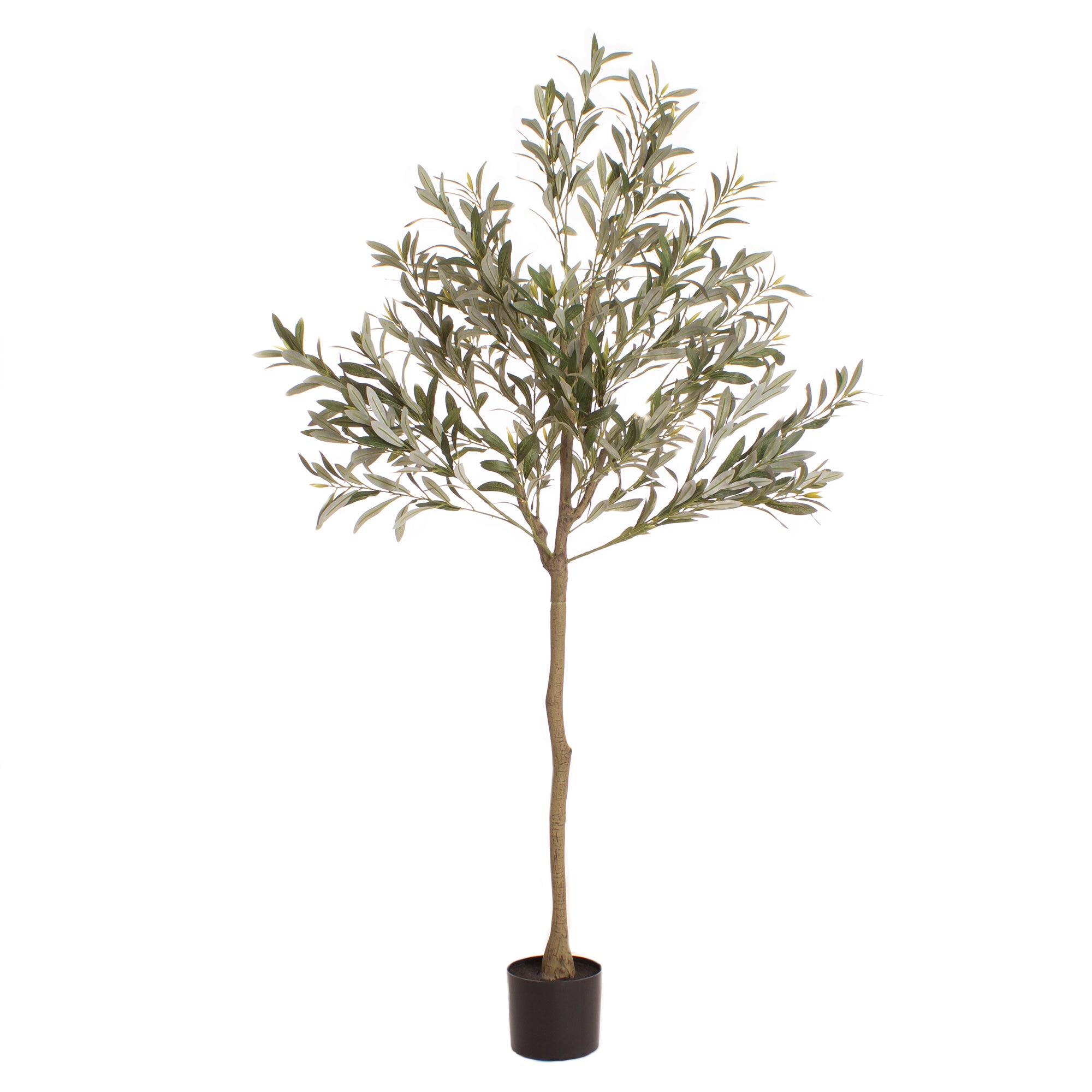 165Cm Olive Tree