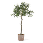 100Cm Olive Tree In Rustic Pot Uv