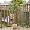 100Cm Olive Tree In Rustic Pot Uv
