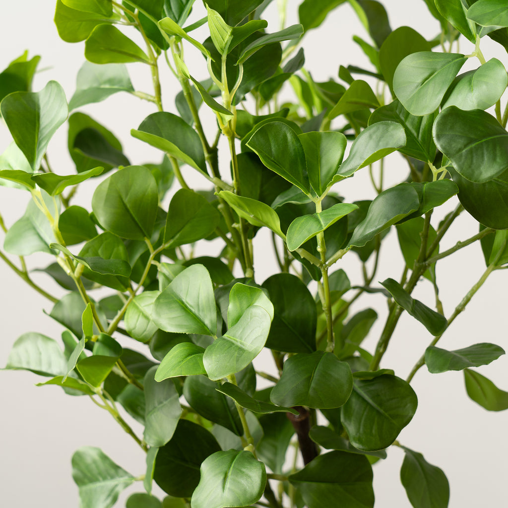75Cm Heart-Leaf Ficus Tree In White Pot