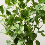 75Cm Heart-Leaf Ficus Tree In White Pot