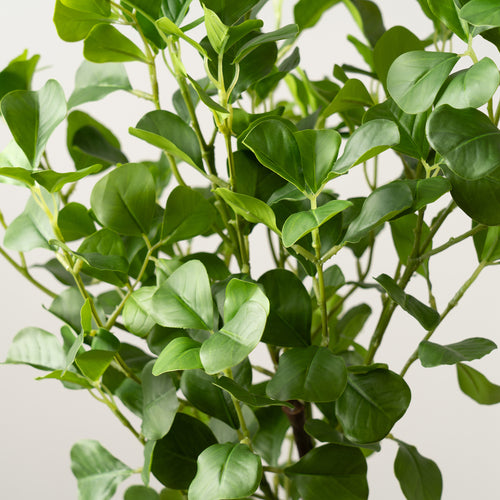 75Cm Heart-Leaf Ficus Tree In White Pot
