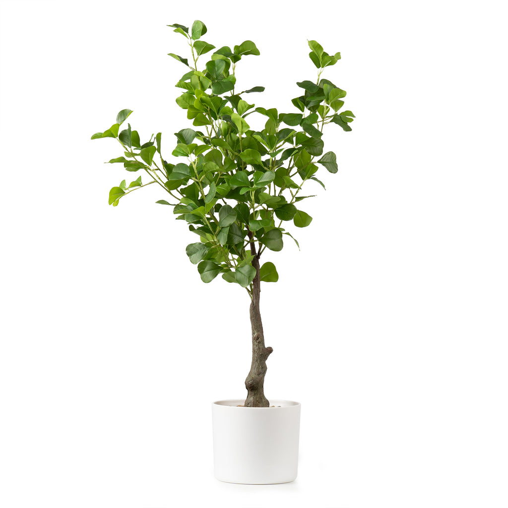 75Cm Heart-Leaf Ficus Tree In White Pot