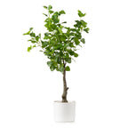 75Cm Heart-Leaf Ficus Tree In White Pot