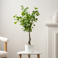 75Cm Heart-Leaf Ficus Tree In White Pot