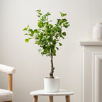 75Cm Heart-Leaf Ficus Tree In White Pot
