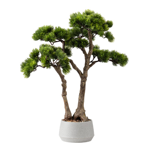 56cm Pine Tree Bonsai in Cement Effect Pot