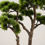 56cm Pine Tree Bonsai in Cement Effect Pot