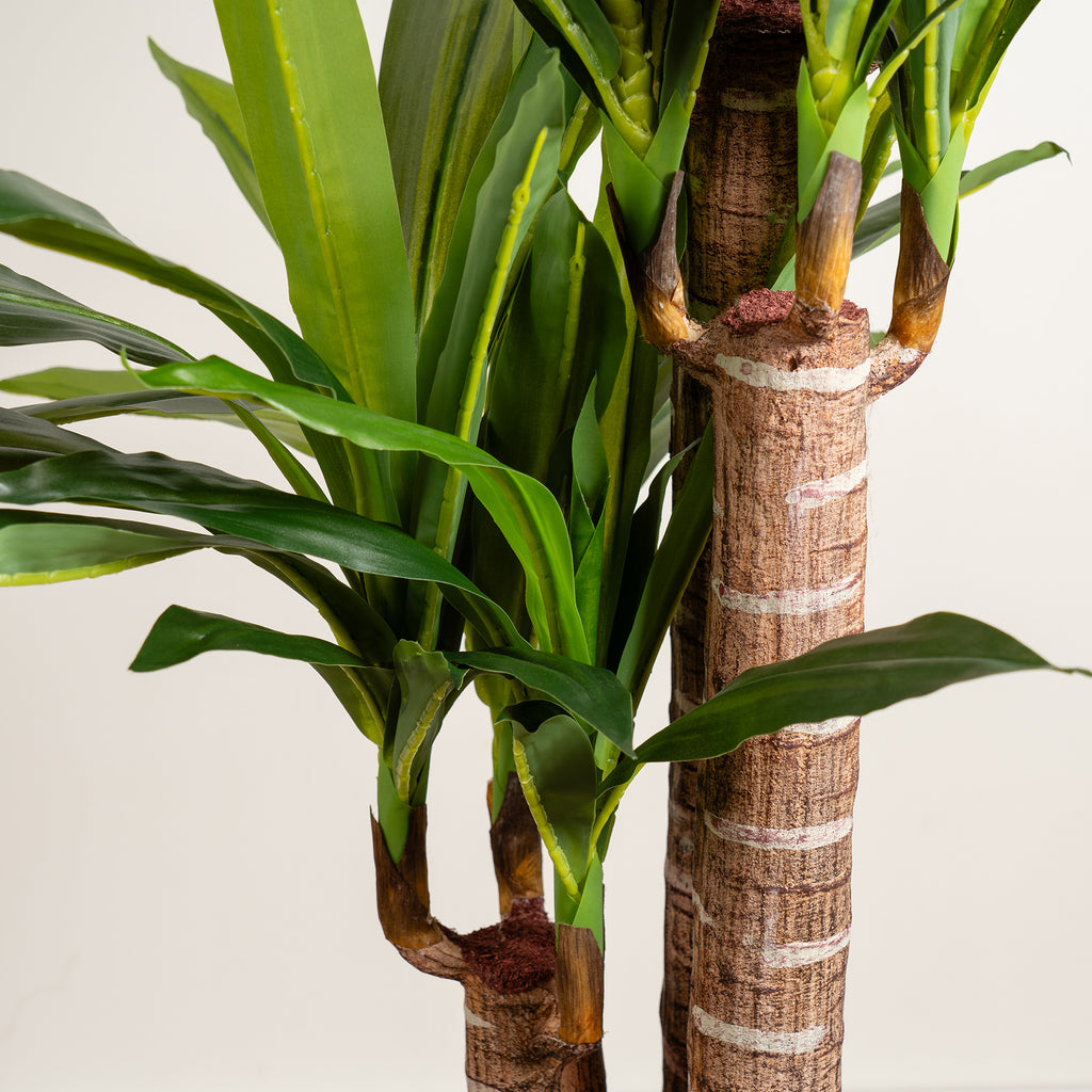 120Cm Triple Stem Yucca
