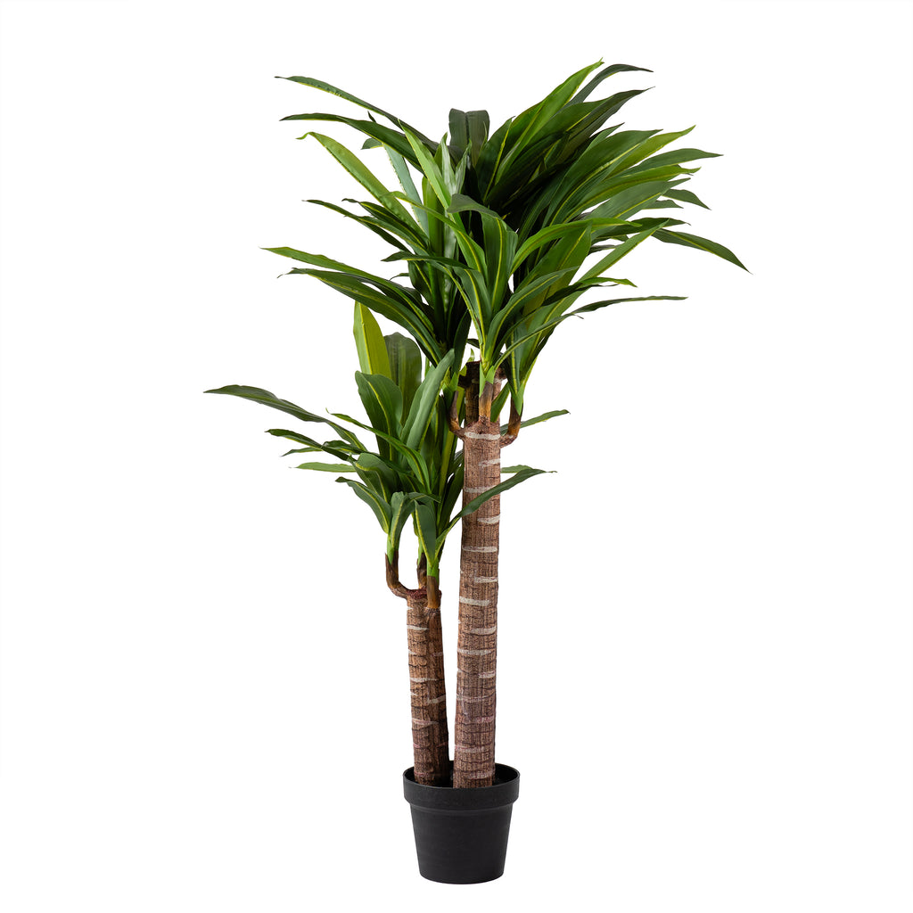 120Cm Triple Stem Yucca