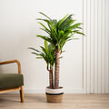 120Cm Triple Stem Yucca