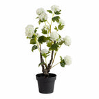 85Cm Cream Potted Hydrangea Plant