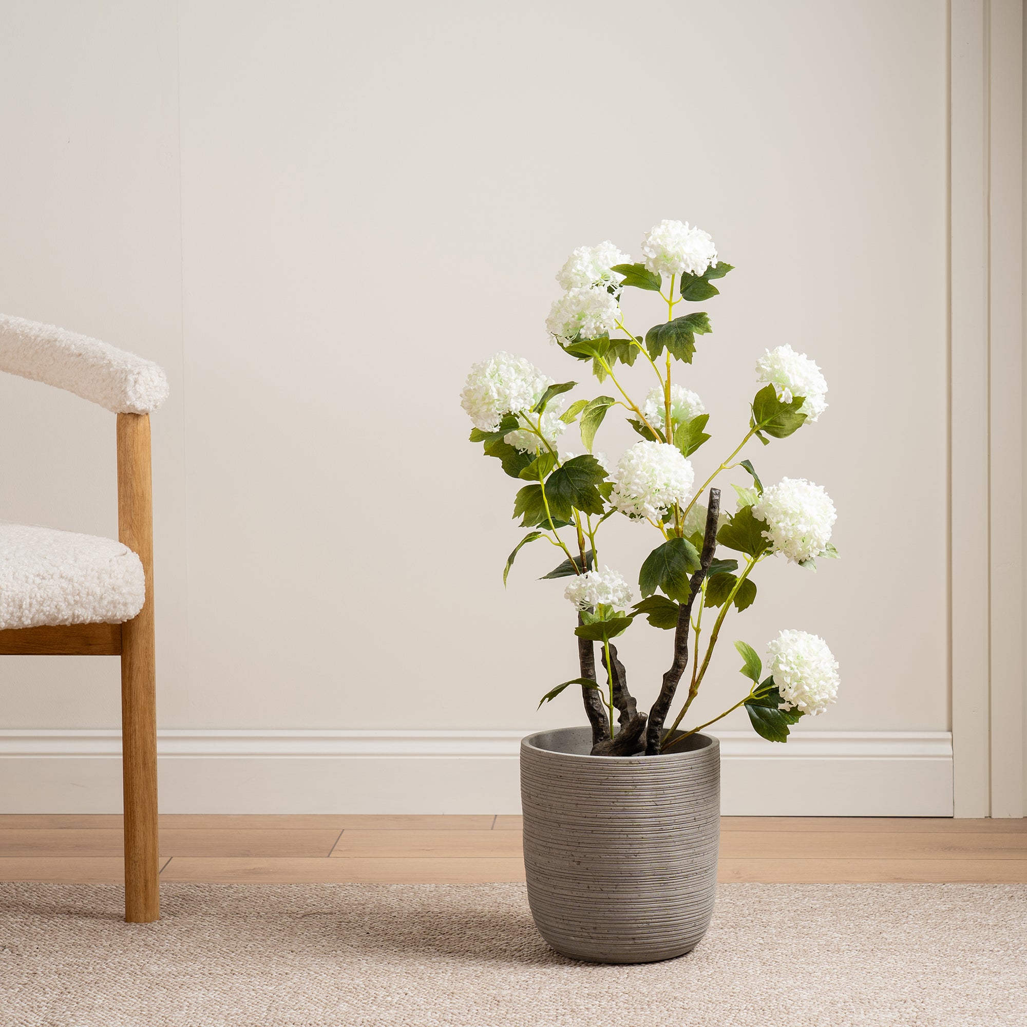 85Cm Cream Potted Hydrangea Plant