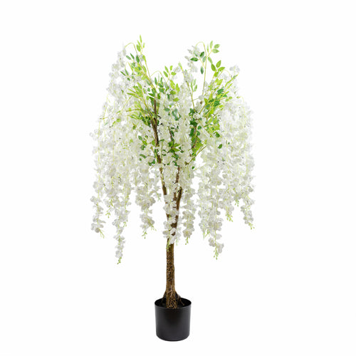 150Cm Cream Wisteria Tree
