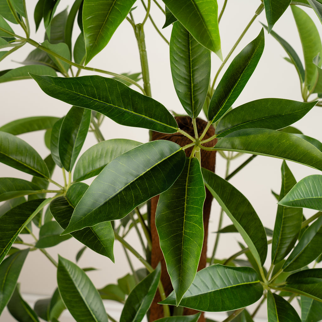 120Cm Real Touch Climbing Schefflera / Umbrella Plant In White Pot