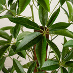 120Cm Real Touch Climbing Schefflera / Umbrella Plant In White Pot