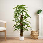 160Cm Ficus Tree In Cement Pot