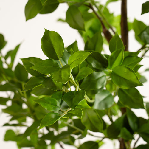 180Cm Real Touch Ficus Tree Kd