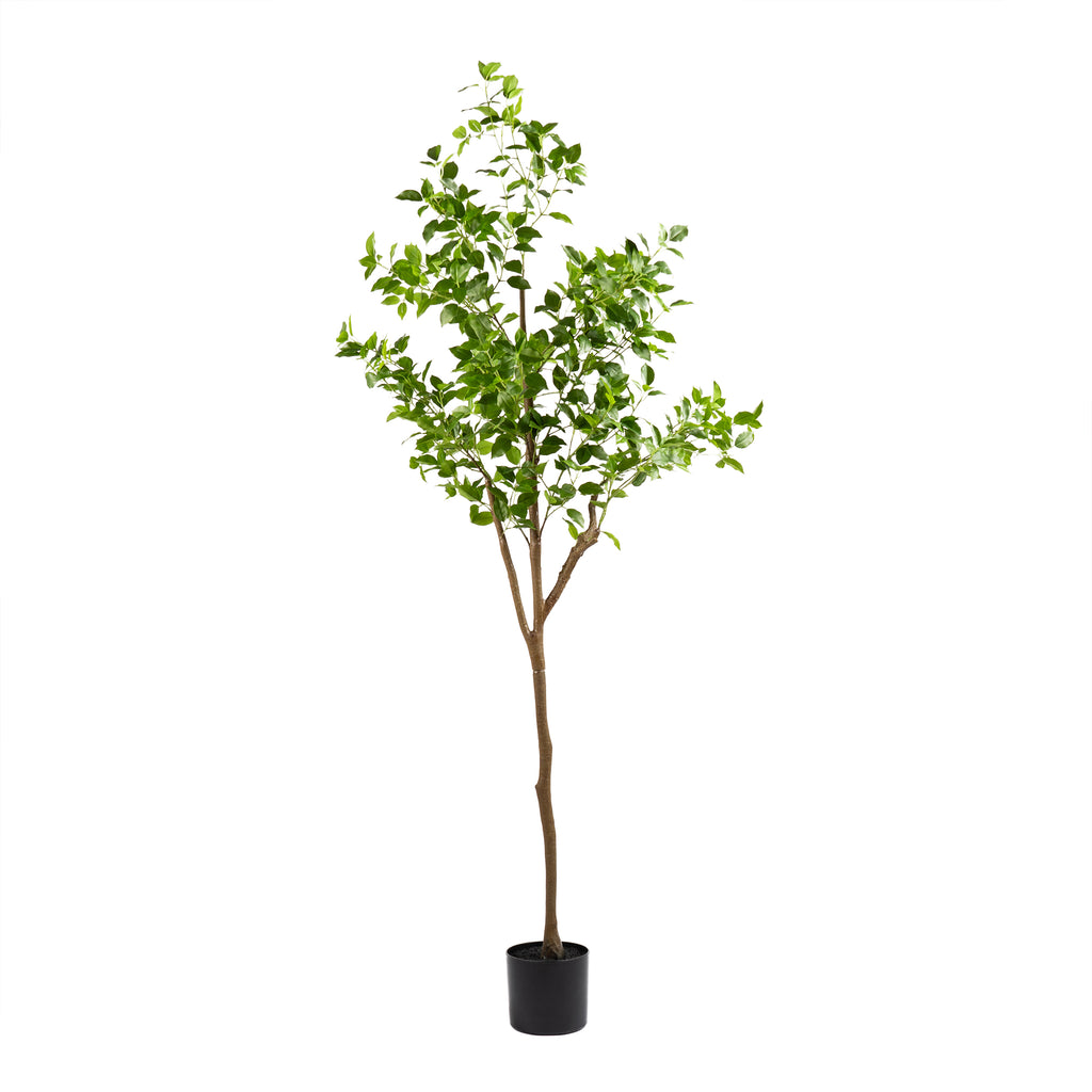 180Cm Real Touch Ficus Tree Kd