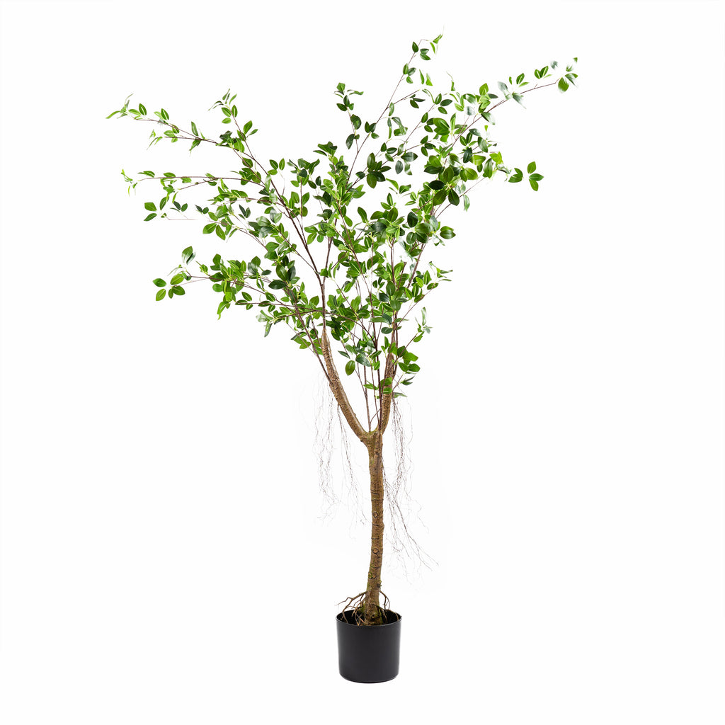 150Cm Real Touch Mini Ficus Tree