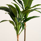 60Cm Real Touch Dracaena